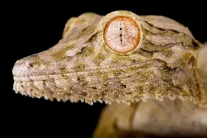Framed Print : Henkel's leaf-tailed gecko (Uroplatus Henkel) Framed Print : Henkel's leaf-tailed gecko (Uroplatus Henkel)