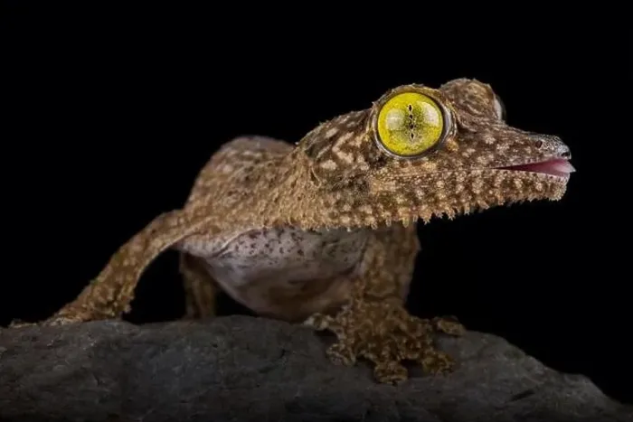 Framed Print : Henkel's leaf-tailed gecko (Uroplatus henkeli) Framed Print : Henkel's leaf-tailed gecko (Uroplatus henkeli)