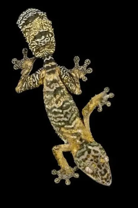 Framed Print : Henkel's Leaftailed Gecko (Uroplatus henkeli) Framed Print : Henkel's Leaftailed Gecko (Uroplatus henkeli)