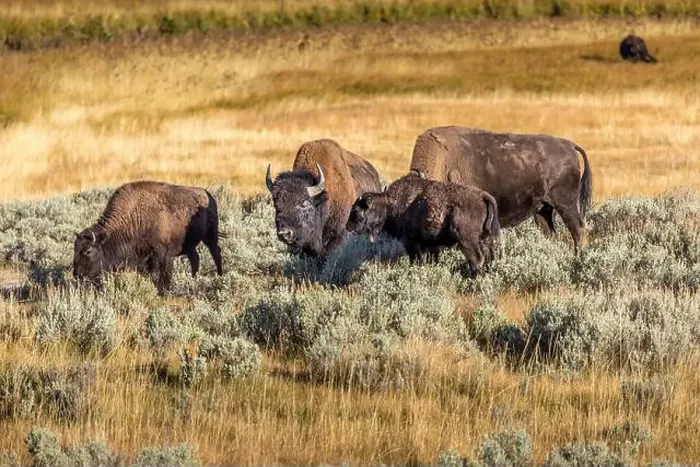Framed Print : A herd of bisons grazing in the grasslands of the Yellowstone National Park Framed Print : A herd of bisons grazing in the grasslands of the Yellowstone National Park