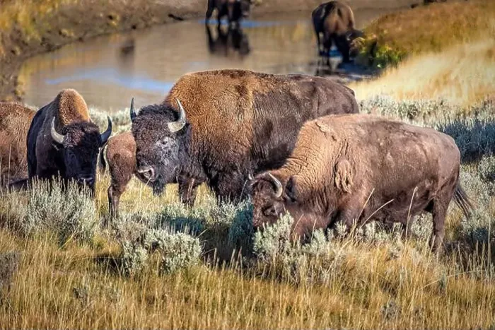 Framed Print : A herd of bisons grazing in the grasslands of the Yellowstone National Park Framed Print : A herd of bisons grazing in the grasslands of the Yellowstone National Park