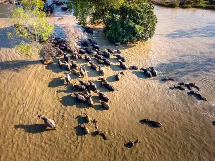 Framed Print : A herd of buffalos and cows of a farmer in Binh Thuan province, Vietnam, seen from above Framed Print : A herd of buffalos and cows of a farmer in Binh Thuan province, Vietnam, seen from above