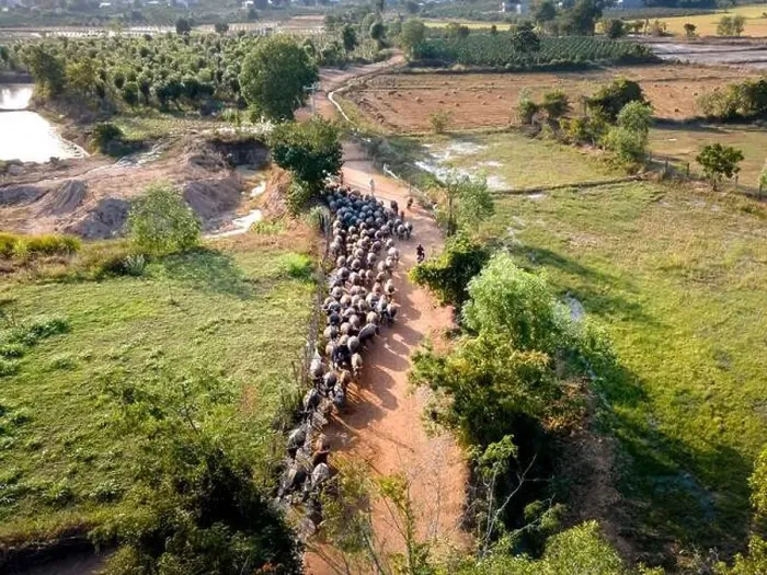 Framed Print : A herd of buffalos and cows of a farmer in Binh Thuan province, Vietnam, seen from above Framed Print : A herd of buffalos and cows of a farmer in Binh Thuan province, Vietnam, seen from above