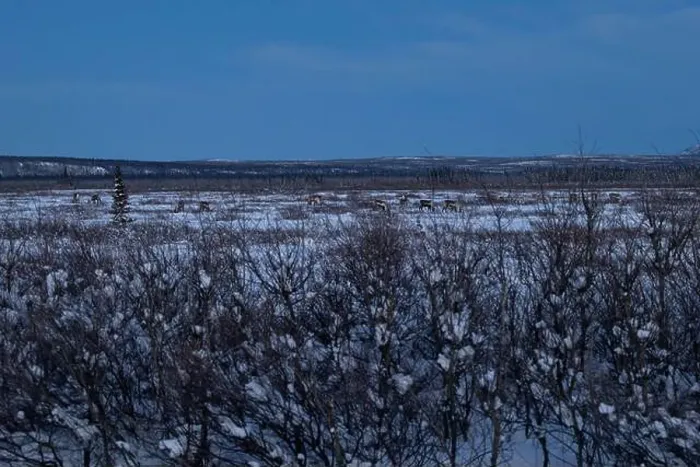 Framed Print : Herd of caribou eating in field with light snow on a winter evening after sunset near Delta Junction Framed Print : Herd of caribou eating in field with light snow on a winter evening after sunset near Delta Junction