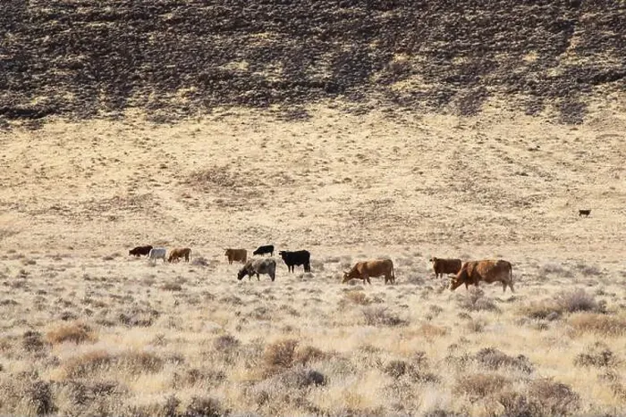 Framed Print : Herd of cattle on the northern Nevada open range near the Pyramid Lake Reservation / Fish Springs Framed Print : Herd of cattle on the northern Nevada open range near the Pyramid Lake Reservation / Fish Springs
