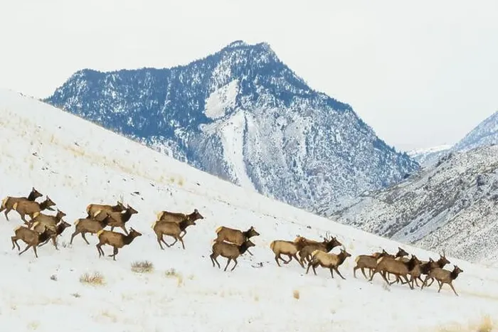 Framed Print : Herd of elk migrating to lower country in Montana