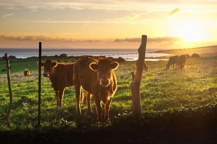 Framed Print : Herd of fluffy cattle pasturing in green grassland near seashore during amazing sundown in Iceland Framed Print : Herd of fluffy cattle pasturing in green grassland near seashore during amazing sundown in Iceland