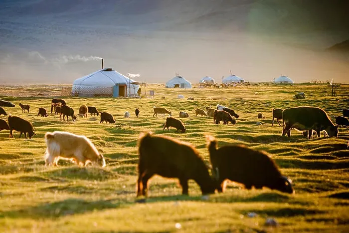 Framed Print : A herd grazing during a mild summer in the sometimes extreme climate of the Tsaast Uul valley in remote western Framed Print : A herd grazing during a mild summer in the sometimes extreme climate of the Tsaast Uul valley in remote western