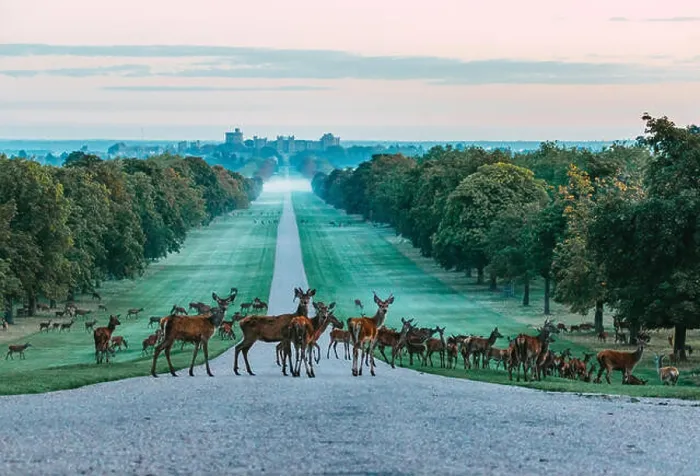 Framed Print : A herd of red deer crossing the Long Walk at Windsor Castle, England. Taken on a cold foggy morning Framed Print : A herd of red deer crossing the Long Walk at Windsor Castle, England. Taken on a cold foggy morning