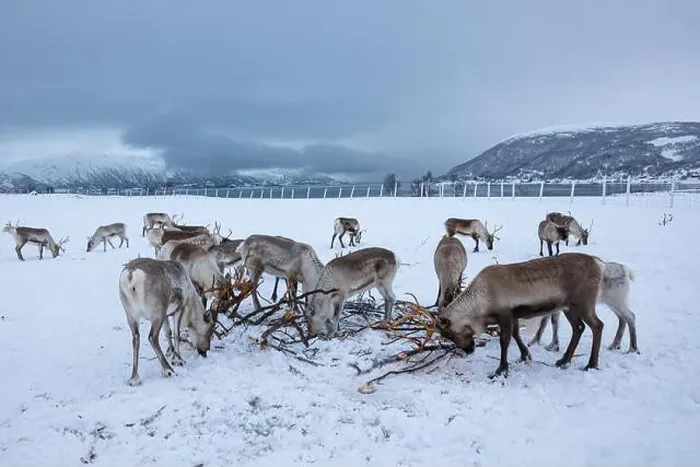 Framed Print : Herd of reindeer in the snow are searching for food at a Saami camp near Tromso in northern Norway