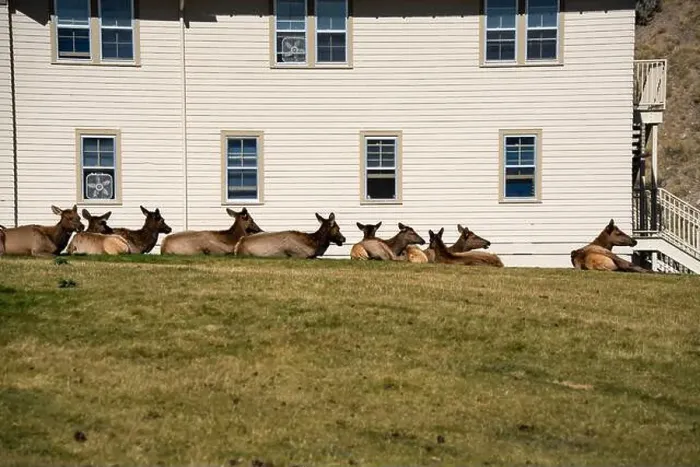 Framed Print : a herd of resting female Elk (Cervus canadensis) on a lawn in front of beige office building Framed Print : a herd of resting female Elk (Cervus canadensis) on a lawn in front of beige office building