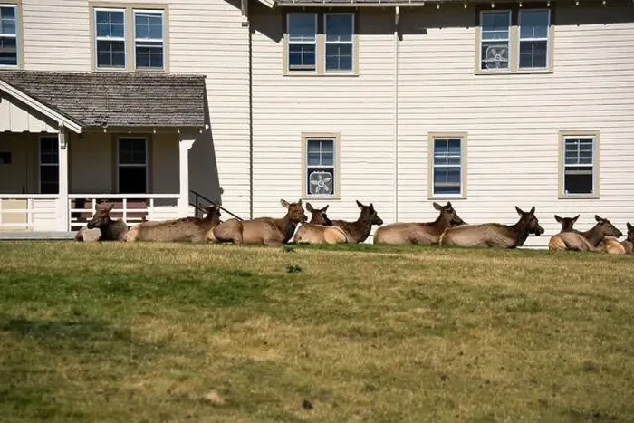 Framed Print : a herd of resting female Elk (Cervus canadensis) on a lawn in front of beige office building Framed Print : a herd of resting female Elk (Cervus canadensis) on a lawn in front of beige office building