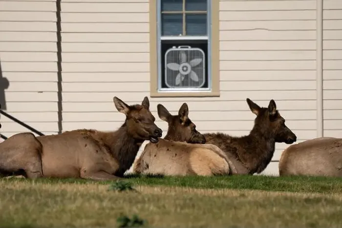 Framed Print : a herd of resting female Elk (Cervus canadensis) on a lawn in front of beige office building Framed Print : a herd of resting female Elk (Cervus canadensis) on a lawn in front of beige office building