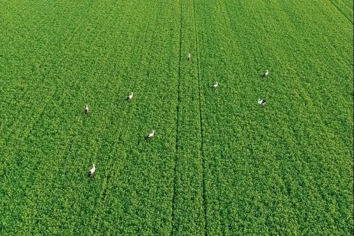 Framed Print : Herd of storks seeking for food on green field, lit by warm setting sun aerial landscape Framed Print : Herd of storks seeking for food on green field, lit by warm setting sun aerial landscape