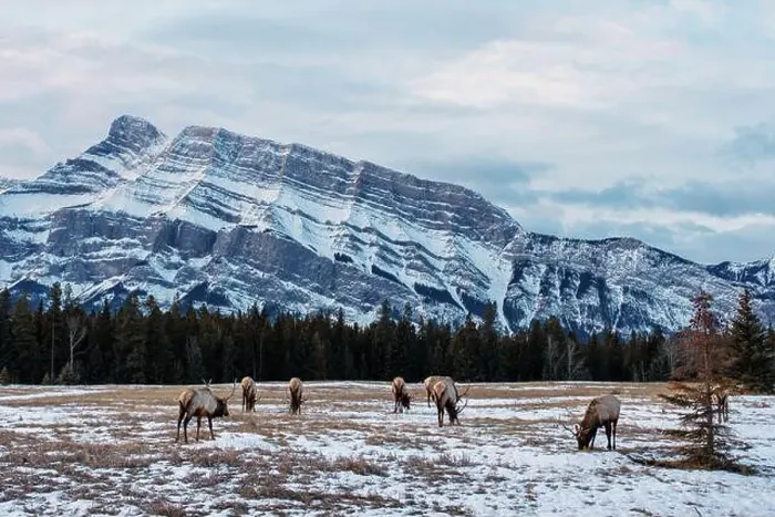 Framed Print : Herd of wild mountain Elk grazing in Banff National Park, Alberta, Canada, with Rundle Mountain in the background Framed Print : Herd of wild mountain Elk grazing in Banff National Park, Alberta, Canada, with Rundle Mountain in the background