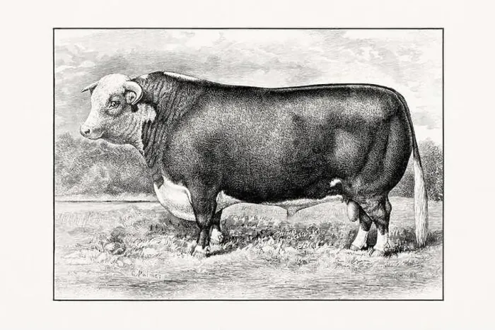 Framed Print : Hereford Cattle. Antique cattle illustration of a bull from an 1887 livestock book Framed Print : Hereford Cattle. Antique cattle illustration of a bull from an 1887 livestock book