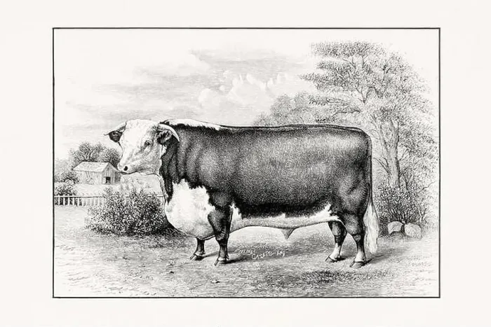 Framed Print : Hereford Cattle. Antique cattle illustration of a bull from an 1887 livestock book Framed Print : Hereford Cattle. Antique cattle illustration of a bull from an 1887 livestock book