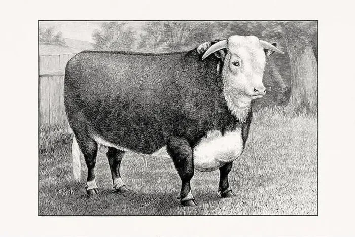 Framed Print : Hereford Cattle. Antique cattle illustration of a bull from an 1887 livestock book Framed Print : Hereford Cattle. Antique cattle illustration of a bull from an 1887 livestock book