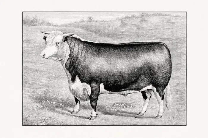 Framed Print : Hereford Cattle. Antique cattle illustration of a bull from an 1887 livestock book Framed Print : Hereford Cattle. Antique cattle illustration of a bull from an 1887 livestock book
