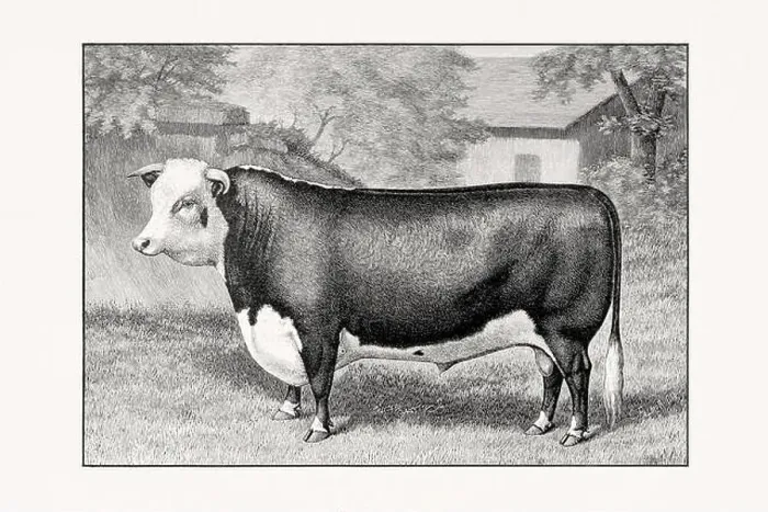 Framed Print : Hereford Cattle. Antique cattle illustration of a bull from an 1887 livestock book Framed Print : Hereford Cattle. Antique cattle illustration of a bull from an 1887 livestock book