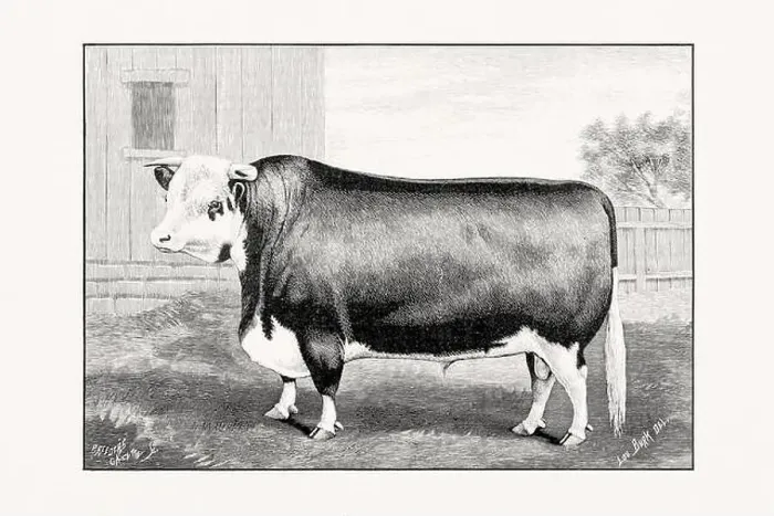 Framed Print : Hereford Cattle. Antique cattle illustration of a bull from an 1887 livestock book Framed Print : Hereford Cattle. Antique cattle illustration of a bull from an 1887 livestock book