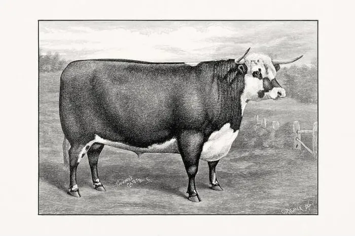 Framed Print : Hereford Cattle. Antique cattle illustration of a bull from an 1887 livestock book Framed Print : Hereford Cattle. Antique cattle illustration of a bull from an 1887 livestock book