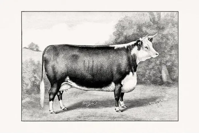 Framed Print : Hereford Cattle. Vintage cattle illustration of a cow from an 1887 livestock book Framed Print : Hereford Cattle. Vintage cattle illustration of a cow from an 1887 livestock book