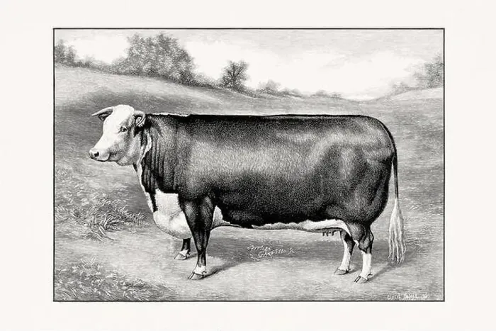 Framed Print : Hereford Cattle. Vintage cattle illustration of a cow from an 1887 livestock book Framed Print : Hereford Cattle. Vintage cattle illustration of a cow from an 1887 livestock book