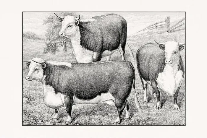 Framed Print : Hereford Cattle.Antique cattle illustration from an 1887 livestock book Framed Print : Hereford Cattle.Antique cattle illustration from an 1887 livestock book