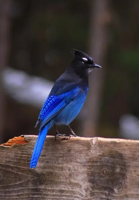 Framed Print : Here's my first picture of a Steller's Jay. Enjoy ;) Framed Print : Here's my first picture of a Steller's Jay. Enjoy ;)