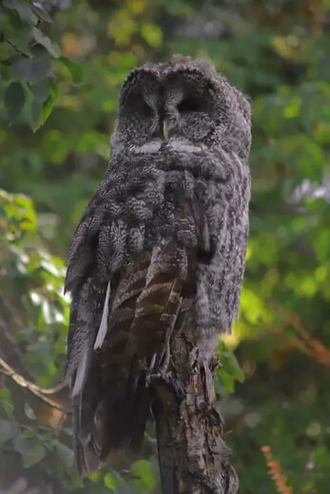 Framed Print : Here's a great grey owl that I saw at the Calgary Zoo Framed Print : Here's a great grey owl that I saw at the Calgary Zoo
