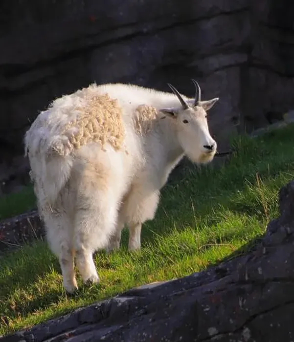 Framed Print : Here's a mountain goat I saw at the Calgary Zoo Framed Print : Here's a mountain goat I saw at the Calgary Zoo