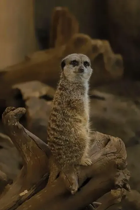 Framed Print : Here's a picture of a meerkat from the Calgary Zoo Framed Print : Here's a picture of a meerkat from the Calgary Zoo