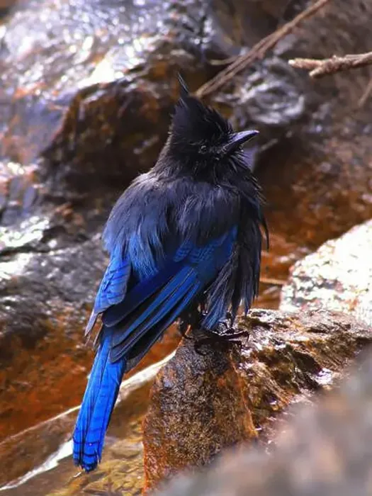 Framed Print : Here's a Stellar's Jay after taking a cold bath