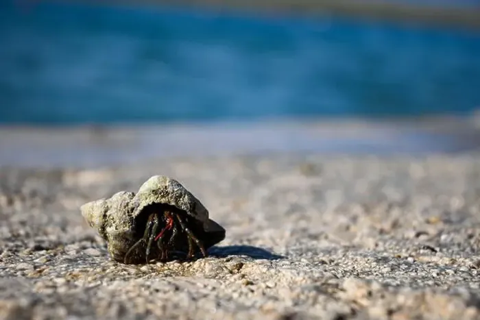 Framed Print : Hermit crab is carrying its shell across a bright beach Framed Print : Hermit crab is carrying its shell across a bright beach