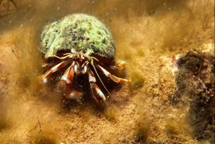 Framed Print : Hermit crab underwater in the St-Lawrence River Framed Print : Hermit crab underwater in the St-Lawrence River