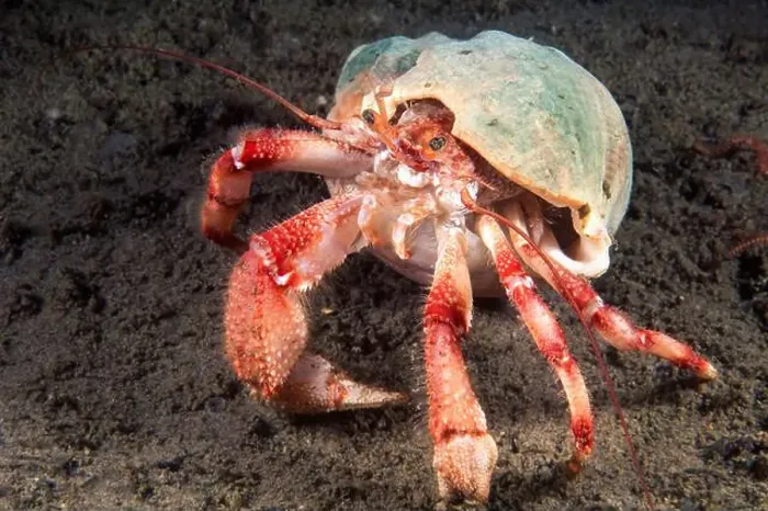 Framed Print : Hermit crab underwater in the St-Lawrence River Framed Print : Hermit crab underwater in the St-Lawrence River