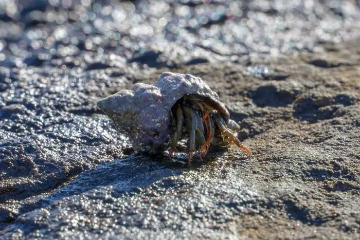 Framed Print : Hermit crab walking on the beach Framed Print : Hermit crab walking on the beach