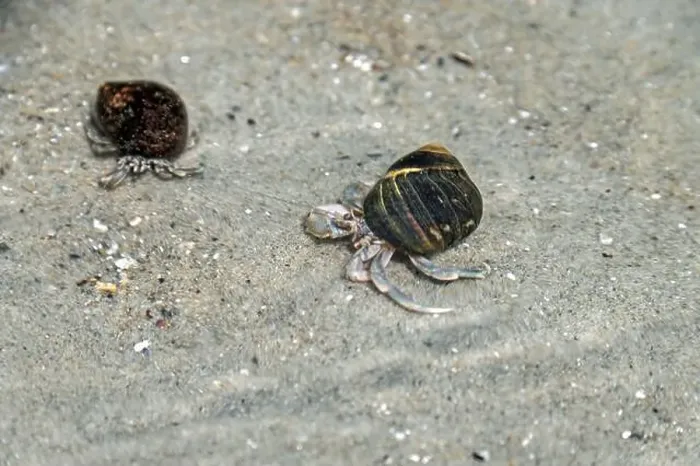 Framed Print : Hermit crabs in the Atlantic Ocean Framed Print : Hermit crabs in the Atlantic Ocean