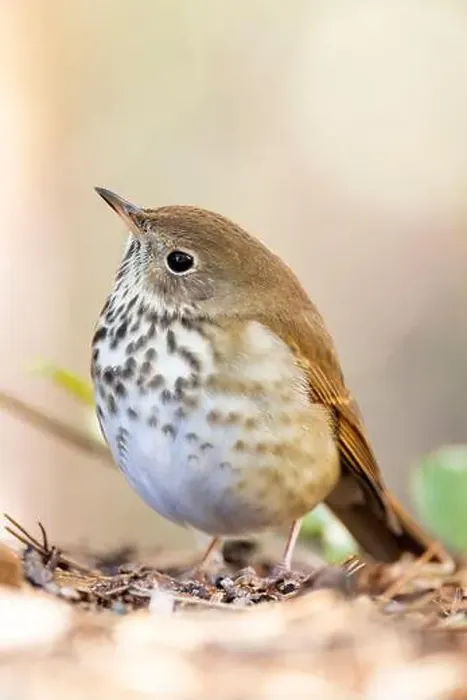 Framed Print : Hermit Thrush (Catharus guttatus) - Brevard, North Carolina, USA Framed Print : Hermit Thrush (Catharus guttatus) - Brevard, North Carolina, USA