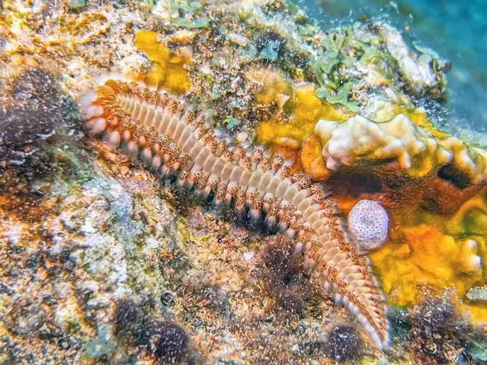 Framed Print : Hermodice carunculata, the bearded fireworm, is a type of marine bristleworm belonging to the Amphinomidae family Framed Print : Hermodice carunculata, the bearded fireworm, is a type of marine bristleworm belonging to the Amphinomidae family