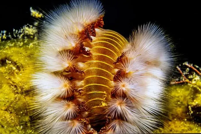 Framed Print : Hermodice carunculata, the bearded fireworm, is a type of marine bristleworm belonging to the Amphinomidae family Framed Print : Hermodice carunculata, the bearded fireworm, is a type of marine bristleworm belonging to the Amphinomidae family