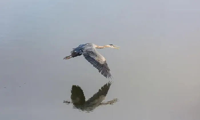 Framed Print : Heron Framed Print : Heron