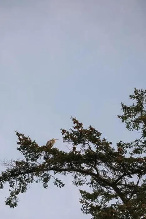 Framed Print : Heron perched on a tree branch against a clear sky Framed Print : Heron perched on a tree branch against a clear sky