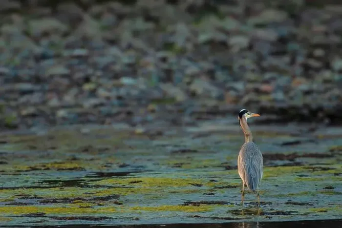 Framed Print : Heron Surveying Framed Print : Heron Surveying