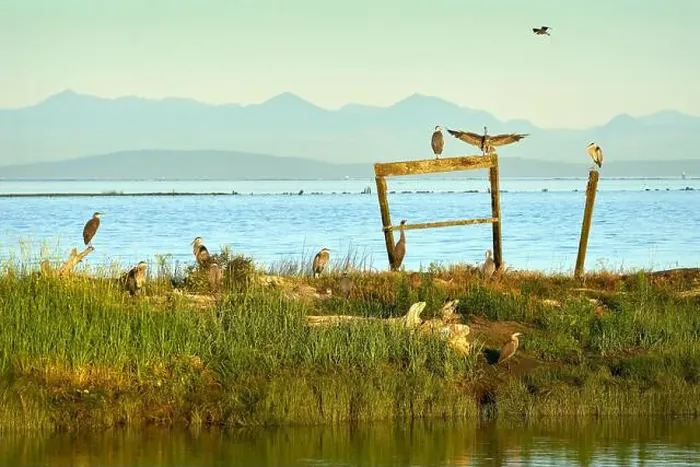 Framed Print : Herons Perch Richmond BC. Great blue herons perched at Garry Point Park in Richmond, British Columbia, Canada Framed Print : Herons Perch Richmond BC. Great blue herons perched at Garry Point Park in Richmond, British Columbia, Canada