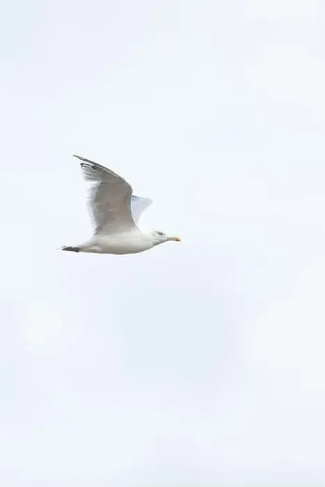Framed Print : A Herring Gull Flies along the New Jersey Coast during fall Framed Print : A Herring Gull Flies along the New Jersey Coast during fall