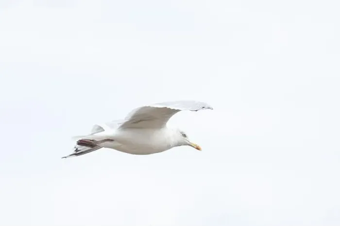 Framed Print : A Herring Gull Flies along the New Jersey Coast during fall Framed Print : A Herring Gull Flies along the New Jersey Coast during fall