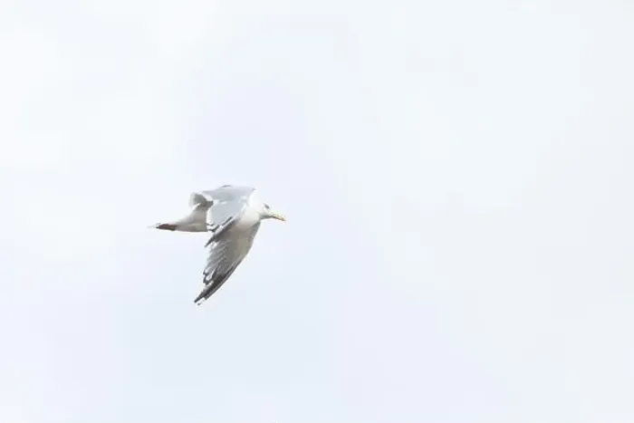 Framed Print : A Herring Gull Flies along the New Jersey Coast during fall Framed Print : A Herring Gull Flies along the New Jersey Coast during fall