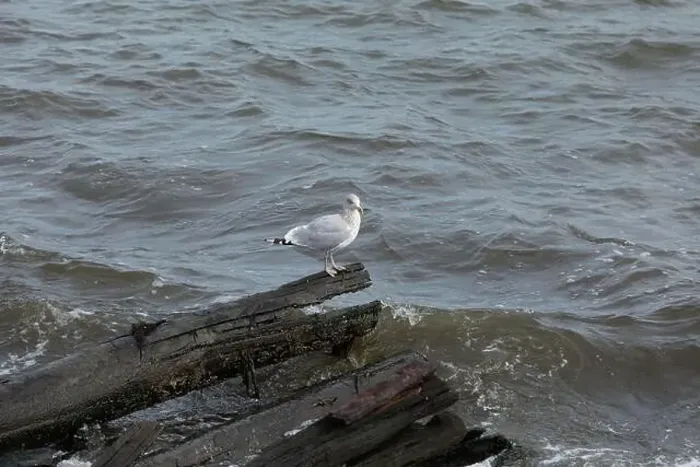 Framed Print : A Herring Gull Stands on driftwood along the coast in New Jersey Framed Print : A Herring Gull Stands on driftwood along the coast in New Jersey
